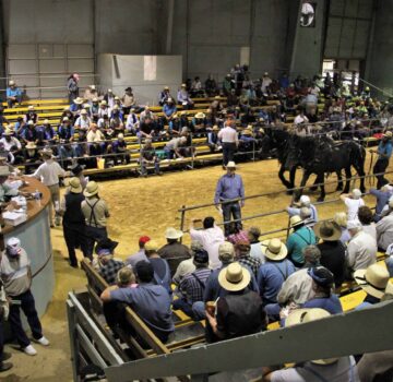 Waverly Midwest Horse Sale