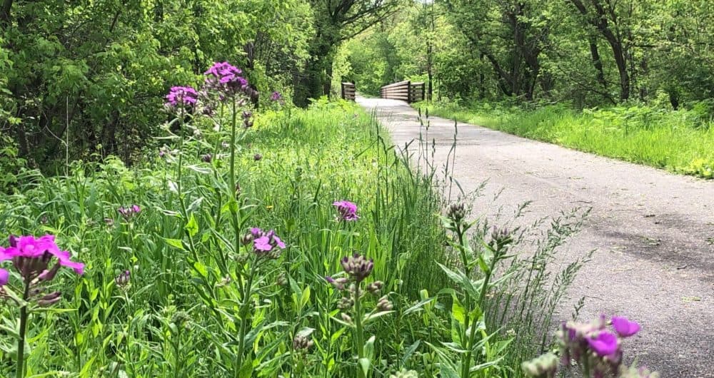 Flowers along trail Waverly Iowa